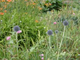 fleur_variee_20211127_1980410556